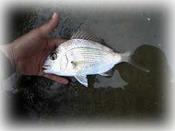 A tiny snapper