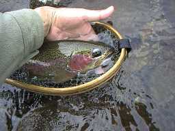 Rainbow Male 40cm
