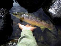 A browny with red colour