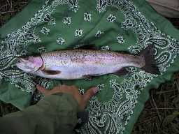 Fish for our table