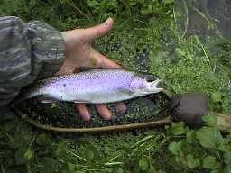 A quiet afternoon with many small trout