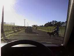 Cows were moving to another place