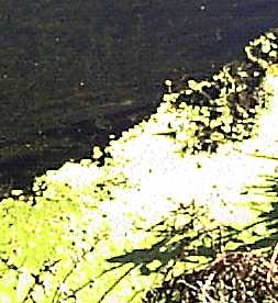 A big rainbow trout under the weedcover
