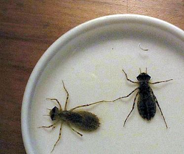 These might be procordulia.