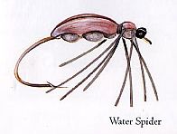 Water Spider