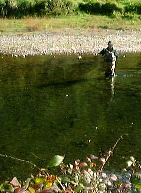 A nice size brown is fighting for freedom.