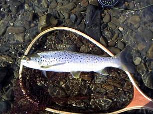 荒瀬で釣った冬のブラウン