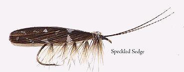 Speckled Sedge