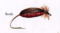Beetle