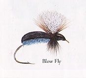Blow Fly