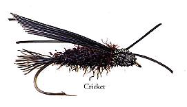 Cricket