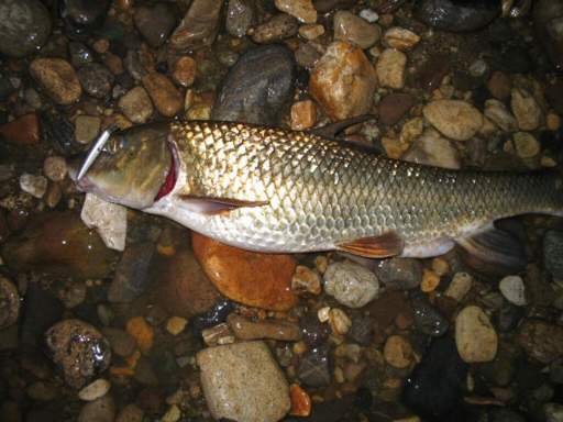 リアルミノーに釣られた60cmの大物ニゴイ
