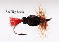 Red Tag Beetle