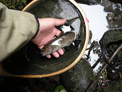 ちょっとだけ大きな岩魚