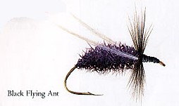 Black Flying Ant