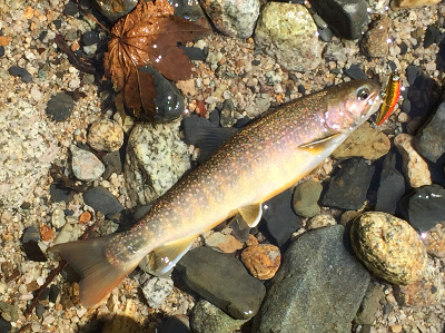 横たわるイワナ、28cm　撮影：谷倉先輩