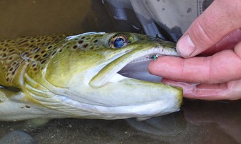緑色に輝く必殺のニンフ