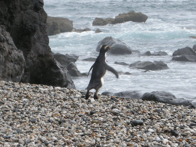 珍しいペンギンが現れた