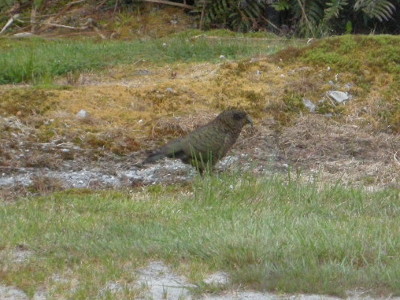 野鳥のケア Kea が再び現れた