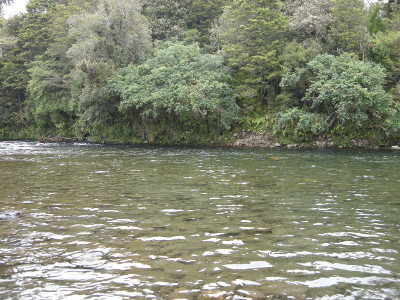 木立が覆いかぶさった長い荒瀬の流れ込み