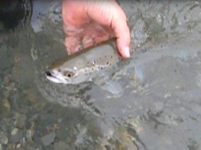 銀白色の降海型ブラウン