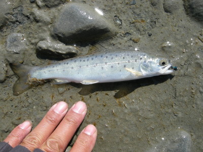 ニンフで釣れたブラウンの幼魚