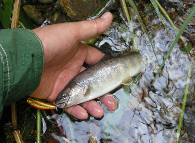 今年初めての岩魚
