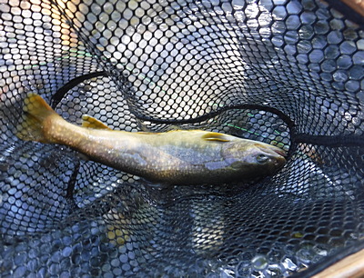 25cm級の１尾
