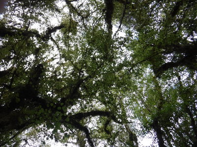 頭上の樹冠を眺めて