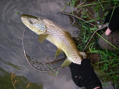 63cm、優しい顔立ちの雄