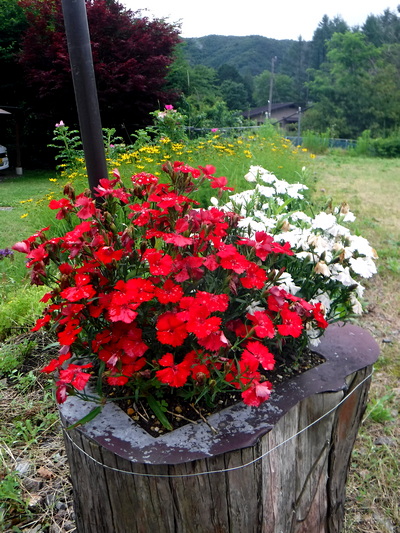 美しい紅白の花