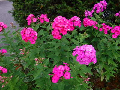 集落には花がいっぱい咲いていた