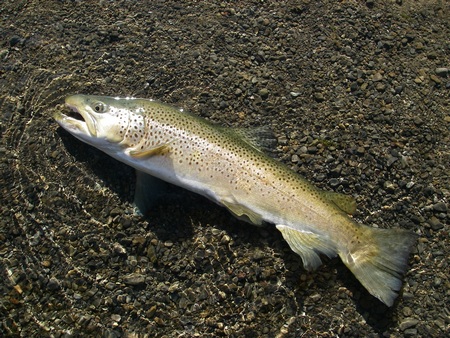 浅い穏やかな流れの中に定位していた鱒(70cm・9lb，雄のブラウン・トラウト)