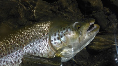 65cm・8.5lb、厳つい表情の雄