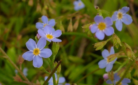 野の花に心癒やされつつ、川を後にした