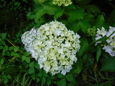 紫陽花の花