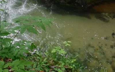 魚が見えますか？