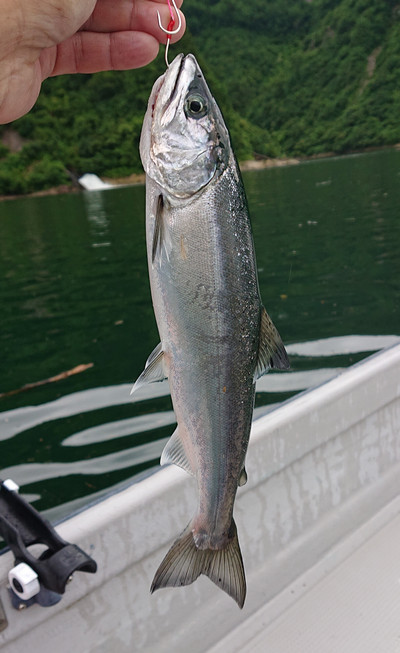 35cm級サクラマス
