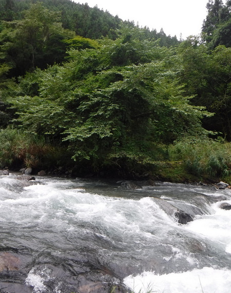木立の下の、ちょっとした深み