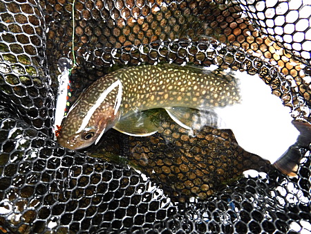 魚体が綺麗だった
