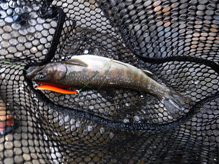 ファイト中に暴れたので、ラインが魚体に絡んでしまった