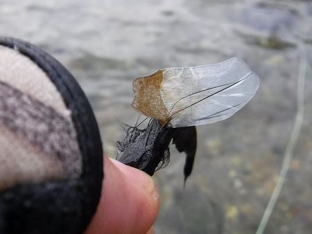 フライに、ウロコが刺さっていた。