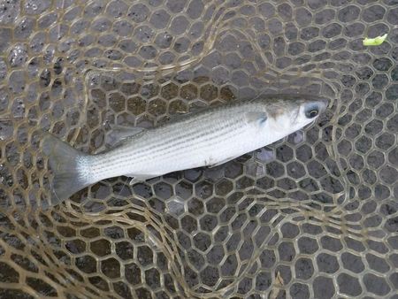 35cmほどのボラ