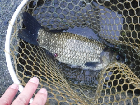 ヘラブナが釣れた。