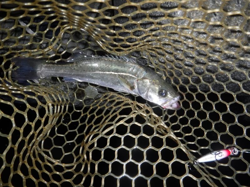 40cm 級のマダカ