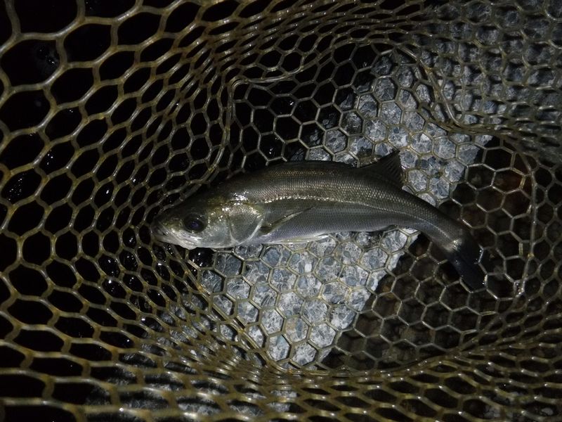 40cm 級のマダカ