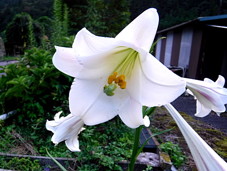 夏の終わりの百合の花