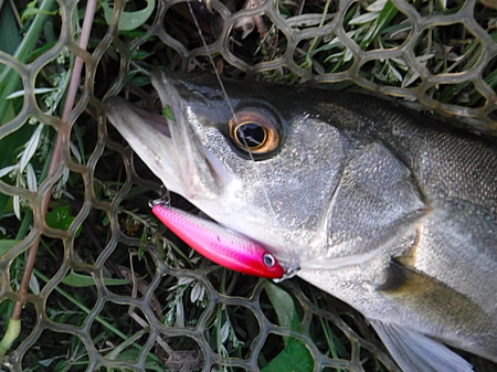 自己最大記録（推定 35cm）
