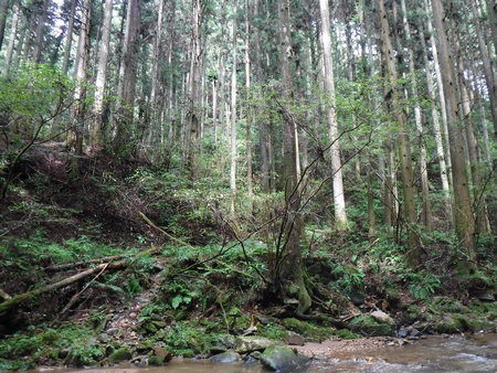 スギ、ヒノキの暗い渓谷