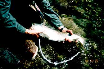 Great Brown